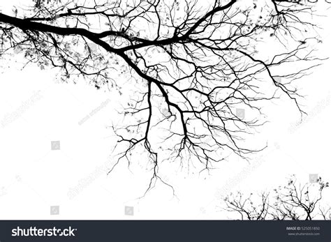Image result for Tree Pictures Entangled