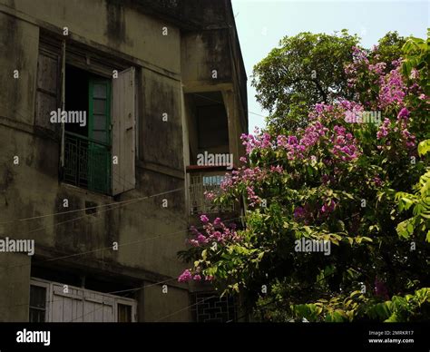 A beautiful shot of a bloomed tree with the background of an aged ...