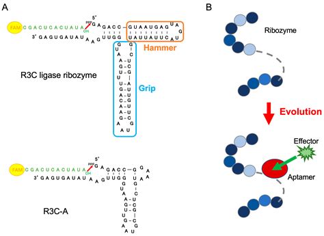 Development of Allosteric Ribozymes for ATP and l-Histidine Based on ...