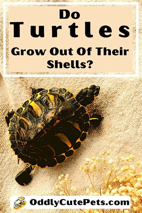 Image result for How Turtle Shells Grow