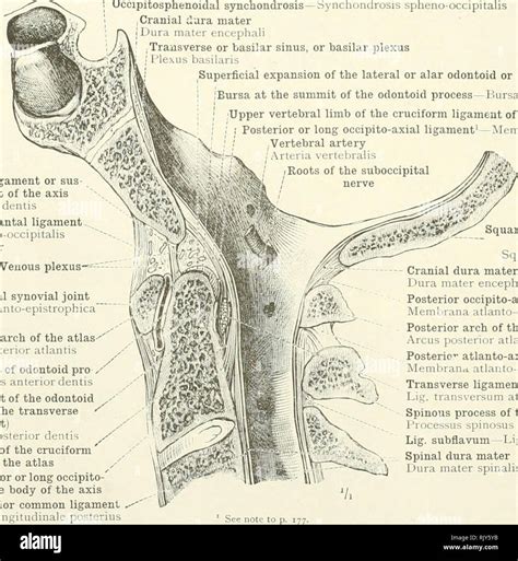 . An atlas of human anatomy for students and physicians. Anatomy. ii i ipitali Middle odontoid ...