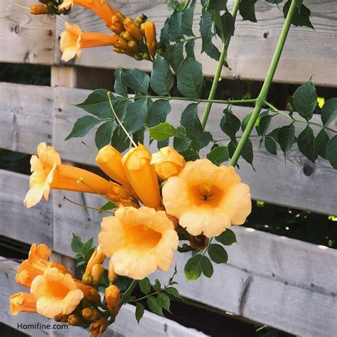 8 Beautiful Climbing Plants with Yellow Flowers ~ Homifine.com