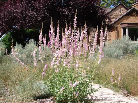 New Utah Gardener: Waterwise Plants for Utah
