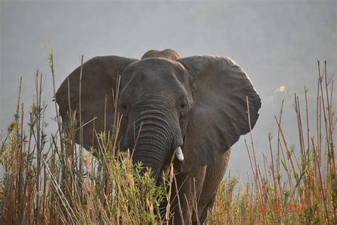 MUYU CAMP (Kanyemba) - Lodge Reviews & Photos - Tripadvisor