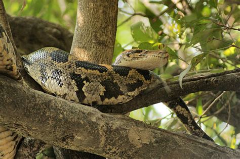 Image result for Burmese Python On Tree