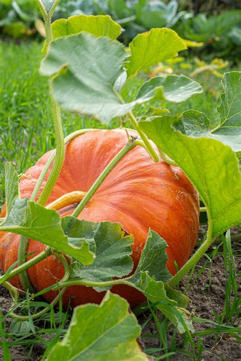 How to grow pumpkins in containers small space gardening – Artofit