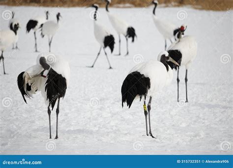 Endangered Japanese Red-crowned Cranes Bird, Hokkaido, Japan Stock Image - Image of hokkaido ...