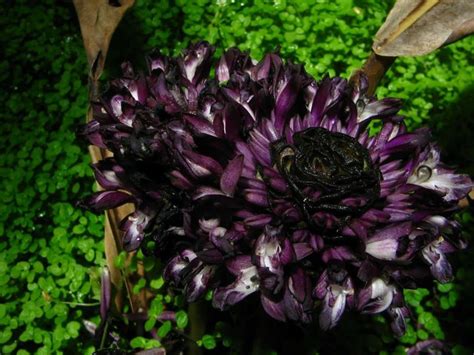 Calathea zebrina | Hortus Botanicus Amsterdam, Netherlands