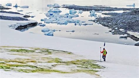 Algae | World News, Latest and Breaking News, Top International News ...