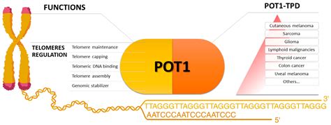 Germline POT1 Variants: A Critical Perspective on POT1 Tumor ...