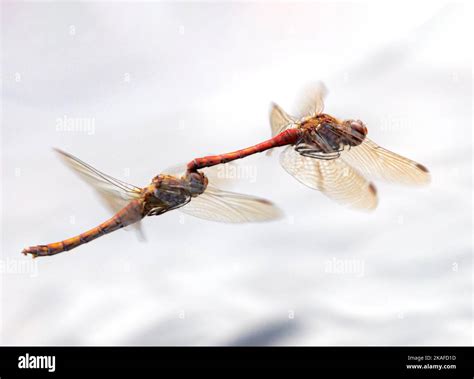 dragonfly mating over water Stock Photo - Alamy