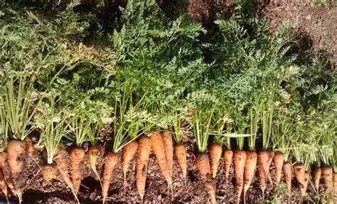 3 महिन्याच्या गाजराच्या पिकातून या शेतकऱ्याने कमावले लाखो रुपये ...