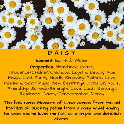The daisy flower meaning – Artofit