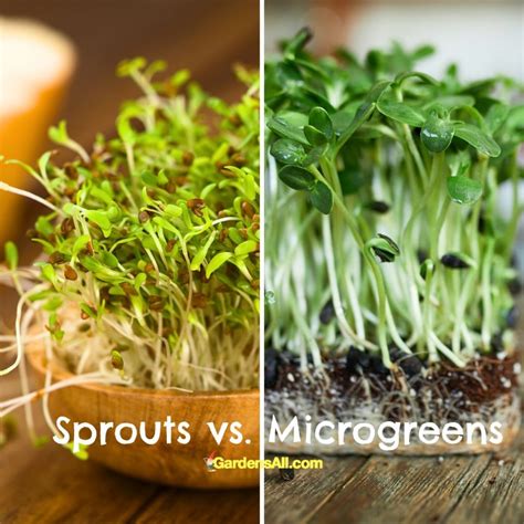 Microgreens vs. Sprouts, What's the Difference? - GardensAll