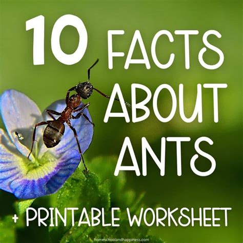 10 Fun Ant Facts for Kids Worksheet & Printable Fact Sheet