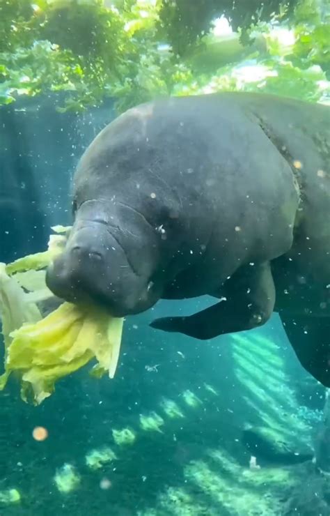 7 Sea Creatures That Farm Their Own Food