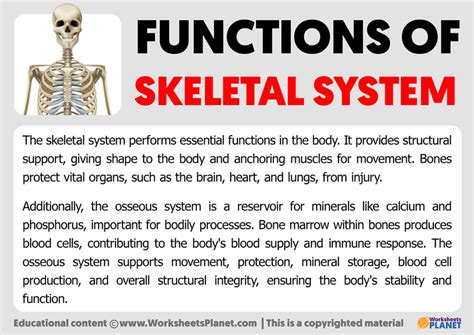 Skeletal System Functions 的图像结果