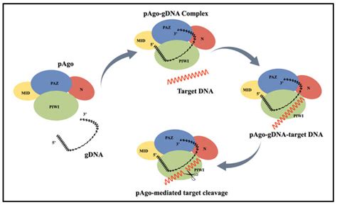 Advancements in Pathogen Detection: Argonaute-Based Nucleic Acid ...