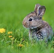 Image result for Rabbit Baby Fou D From Back Yard