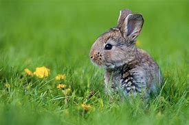 Image result for Rabbit and Baby Drawing Easy