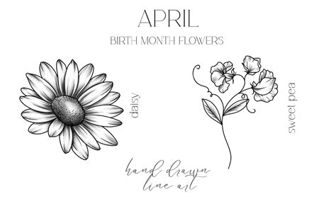 Premium Vector | April birth month flowers daisy outline isolated on ...