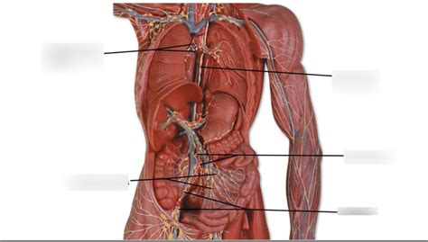 Lymph Diagram | Quizlet