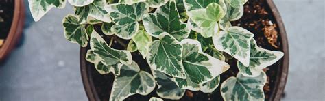 Agropack - Variegated Plants For Sale