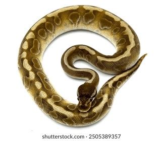 Image result for Royal Ball Python