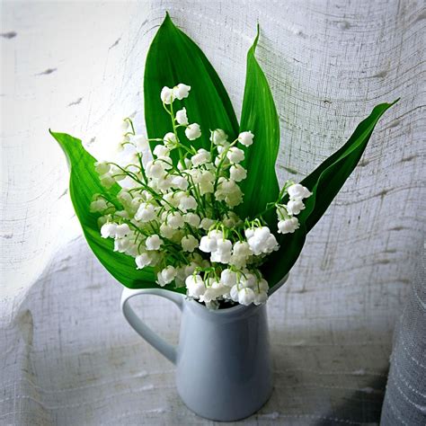 May Birth Flower Is the Fragrant Lily of the Valley