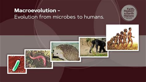 Image result for How Tmacroevolution