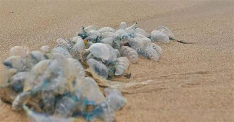 Blue bottle stings: Civic authorities warn Mumbai citizens against ...
