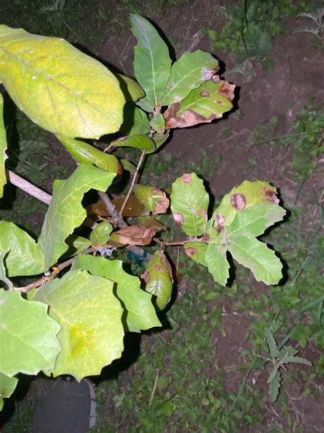 What is going in with my mexican white oak : r/arborists