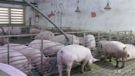 现在的农村，办一个养猪场需要什么条件？需要做环评吗？ - 养猪场建设/养猪技术 - 中国养猪网-中国养猪行业门户网站