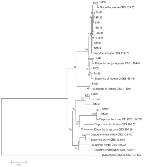 Molecular Phylogeny of Endophytic Fungi from Rattan (Calamus castaneus ...