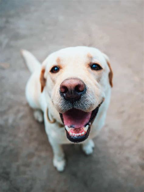Male vs Female Labrador and Everything You Need To Know To Make a Choice - Canine Pals