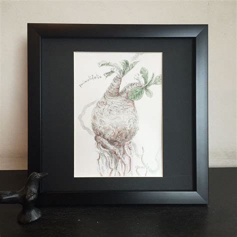 ユーフォルビア・プリムリフォリア 塊根植物画（原画・額入り）Euphorbia primulifolia | 「mayco's ...