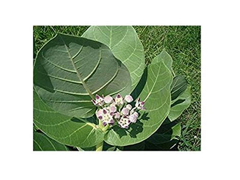 Indian Farms Aak Purple Roots/Calotropis gigantea Madicinal : Amazon.in ...