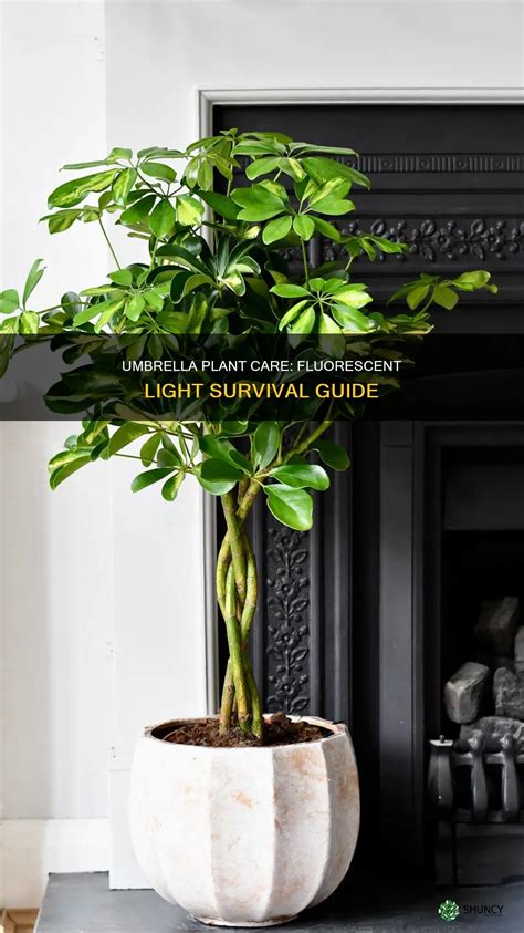 Umbrella Plant Care: Fluorescent Light Survival Guide | ShunCy