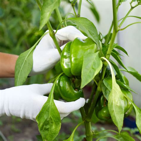 Pruning Bell Pepper Plants