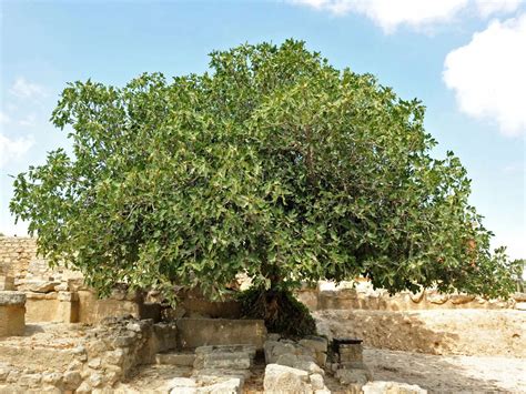 The Parable of the Fig Tree (Meaning, Moral Lesson And Explanation) - Bible