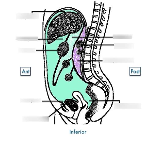 Part A Introduction To Normal Abdominal Anatomy Diagram | Quizlet