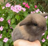 Image result for Holland Lop Babies