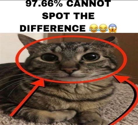 Pin by Cloud on cloudcore in 2022 | Silly cats, Funny cats, Cat memes