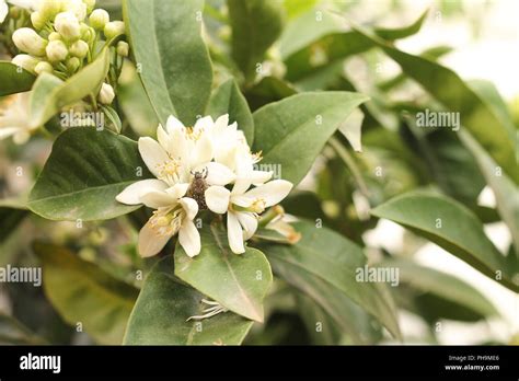 Image result for Alien Bug in Orange Tree