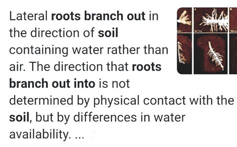 why do roots branch out into soil - Brainly.in