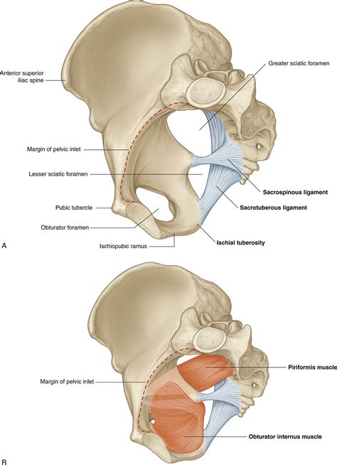 Greater Sciatic Foramen Piriformis