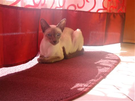 Tiere Kleinanzeigen Zweibrücken Anzeigenmarkt Zweibrücken