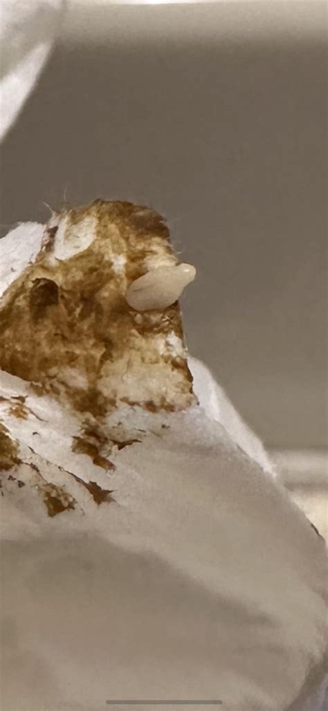 tapeworm segments or sesame seed? : r/whatsthisbug