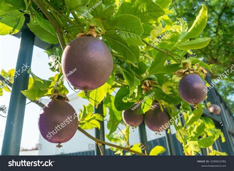 Dark Purple Passion Fruits On Passiflora Stock Photo 2330613781 ...