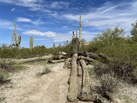 'Strong Arm' Saguaro cactus dies in Arizona desert | Here & Now